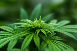 Marijuana Weed Pot